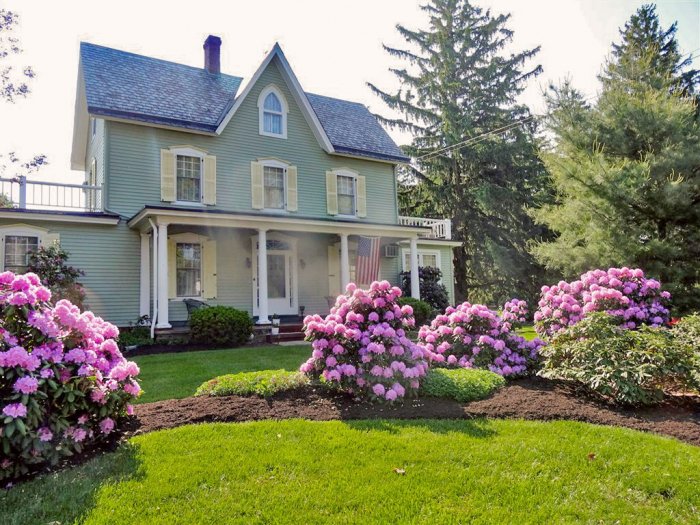 Pink peony bushes in front of a Victorian home. Landscaping with pink peony bushes in front of a Victorian home.